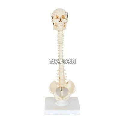 Human Vertebral Column Model With Skull Human Vertebral Column Model With Skull